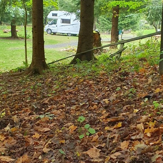 Campingplatz im Waldwinkel — Fotografie 2
