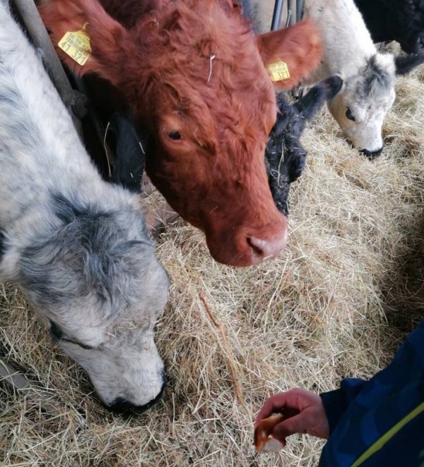 Campingplatz Schwarzfelder Hof — Photo 3