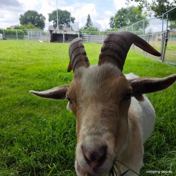 Campingplatz Neuengland — Photo 4