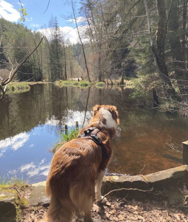 Campingplatz Moosbachtal — Photo 2