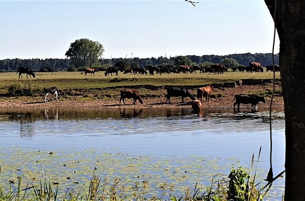 Camping Ahlden — Camping in Ahlden / Niedersachsen