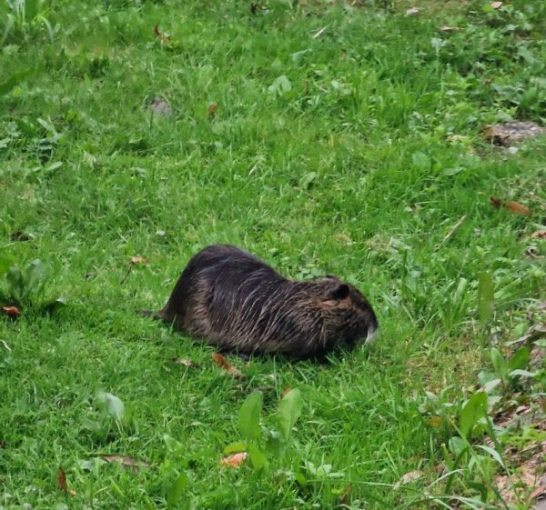 Ferieninsel Winningen — Photo 6