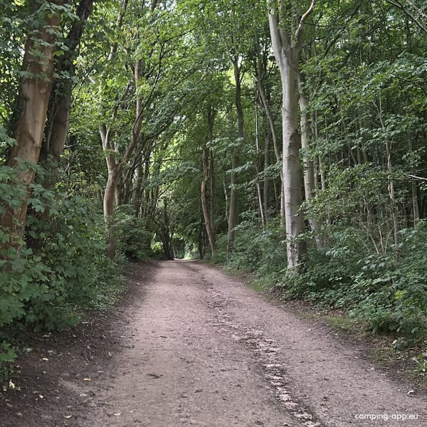 Campingplatz Falckenstein — Fotoğraf 4