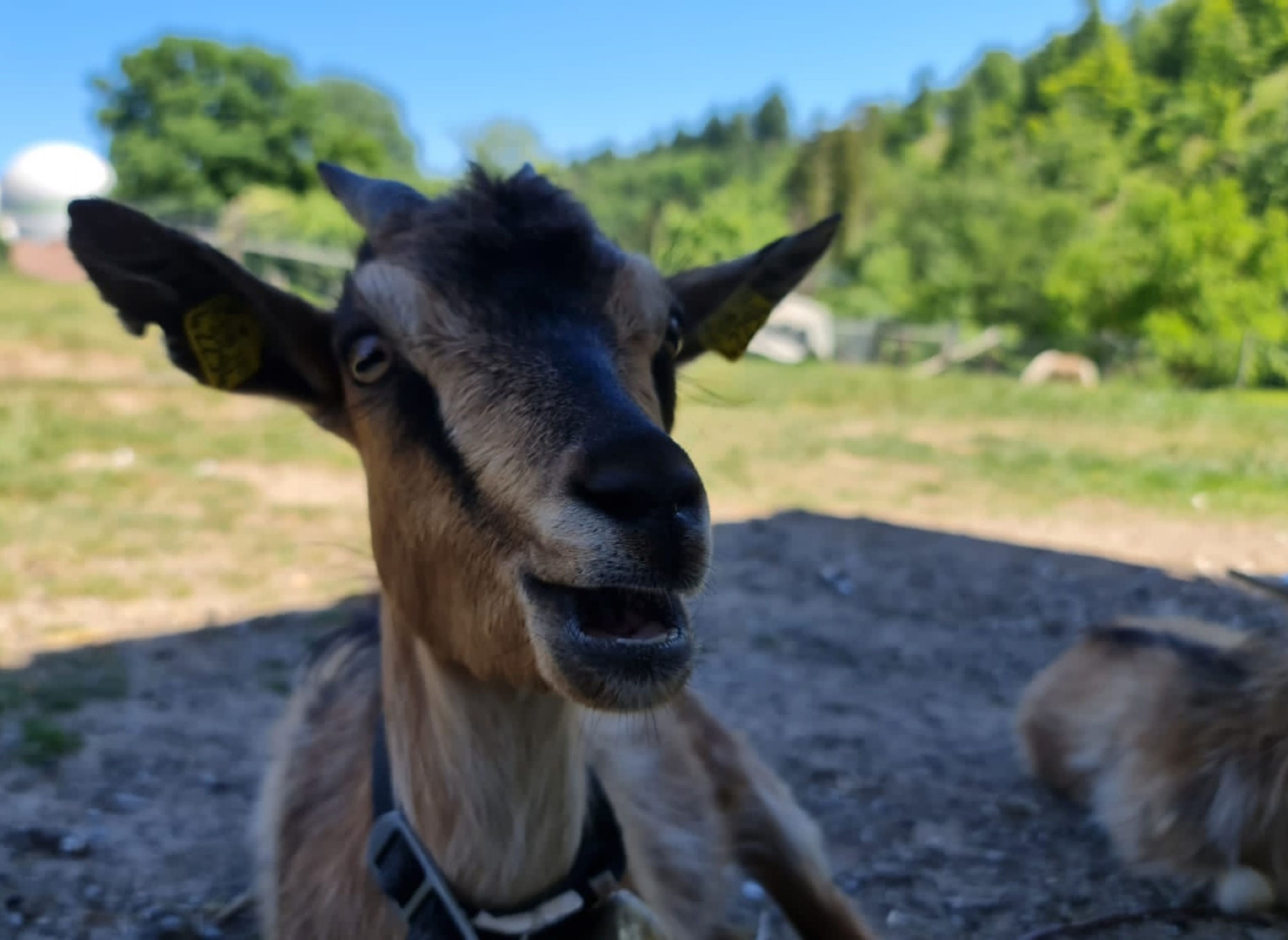 Campsite Zur Hasenkammer — Camping in Medebach / Nordrhein-Westfalen