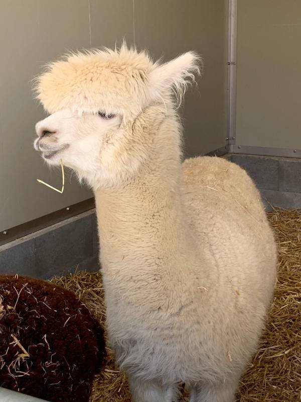 Campsite Zur Hasenkammer — Photo 6