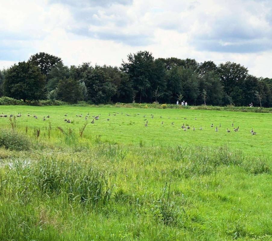 Landschapscamping De Graspol — Campingplatz in Nijnsel/St. Oedenrode / Noord-Brabant
