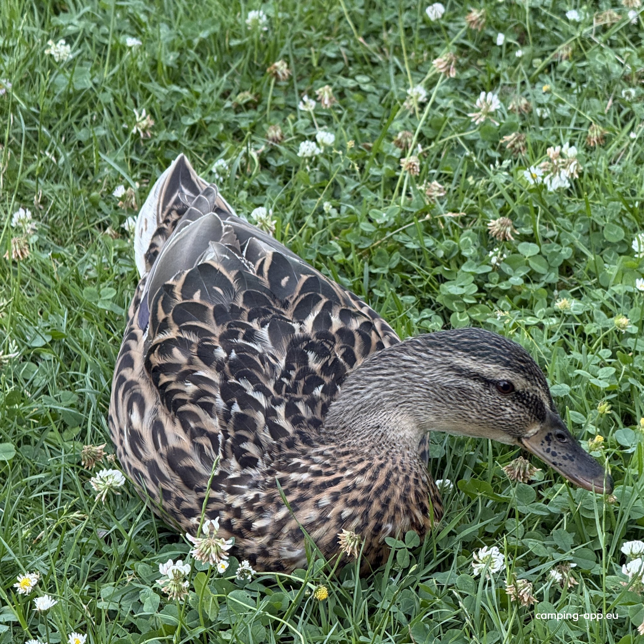 Ons Buiten — Foto 4