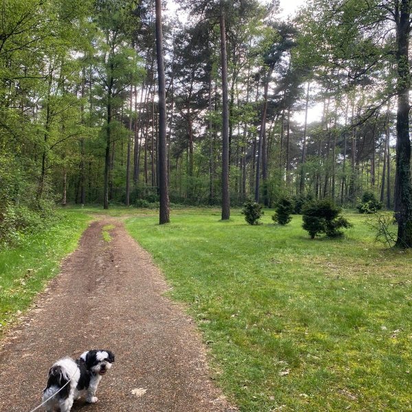 Camping Huttopia De Meinweg *** — Photo 4