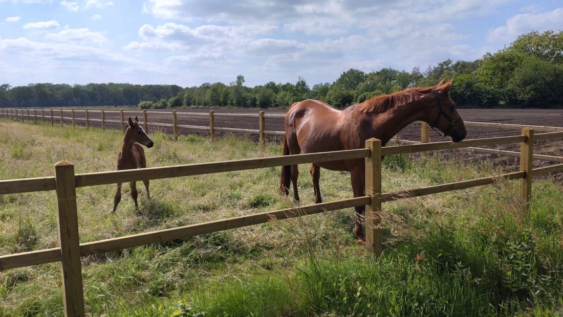 Brugse Heide — Kemp in Valkenswaard / Noord-Brabant