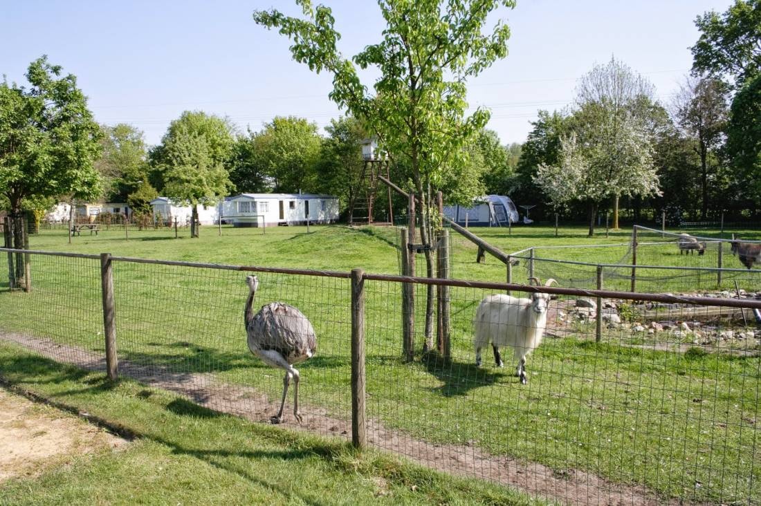 Camping De Eendenkooi — Kamp yeri in Horst/Melderslo / Limburg
