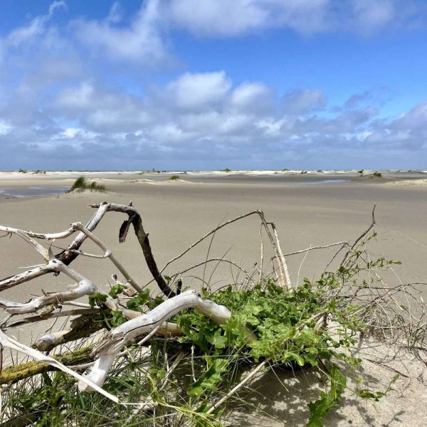 Camping De Duinhoeve — Photo 3