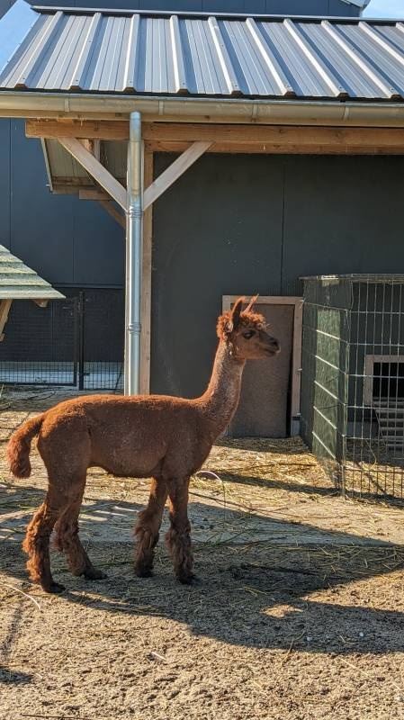 Recreatiepark Klaverweide — Campingplatz in Ellemeet