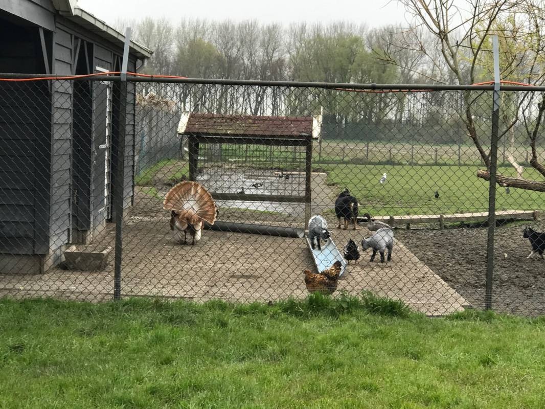 Midi Camping van der Burgh — Campingplatz in Rockanje / Zuid-Holland