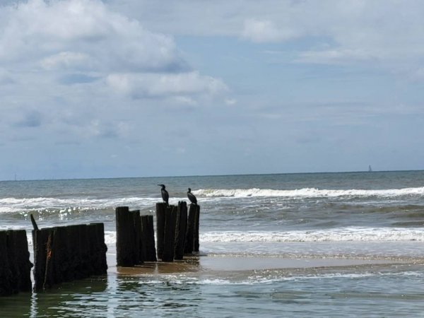 Camping De Kolibrie — Photo 5