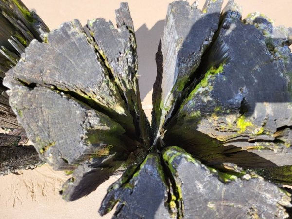 Camping De Kolibrie — Photo 2