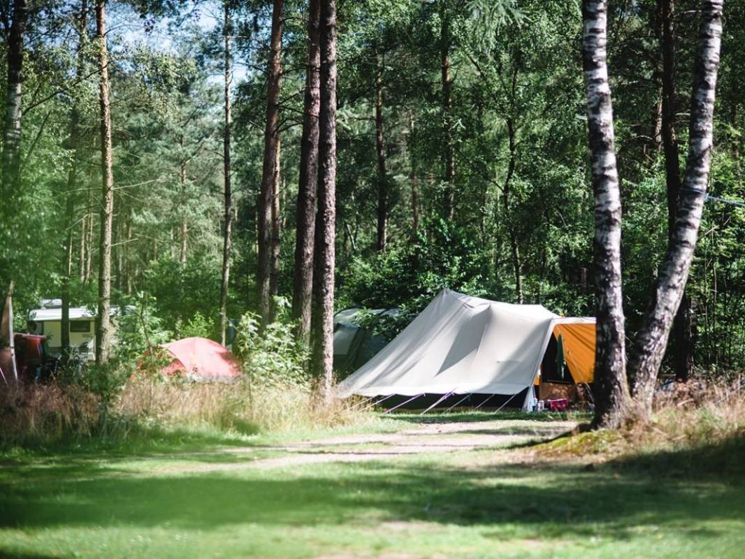 Natuurkampeerterrein De Zanderdennen — Campingplatz in Kootwijk