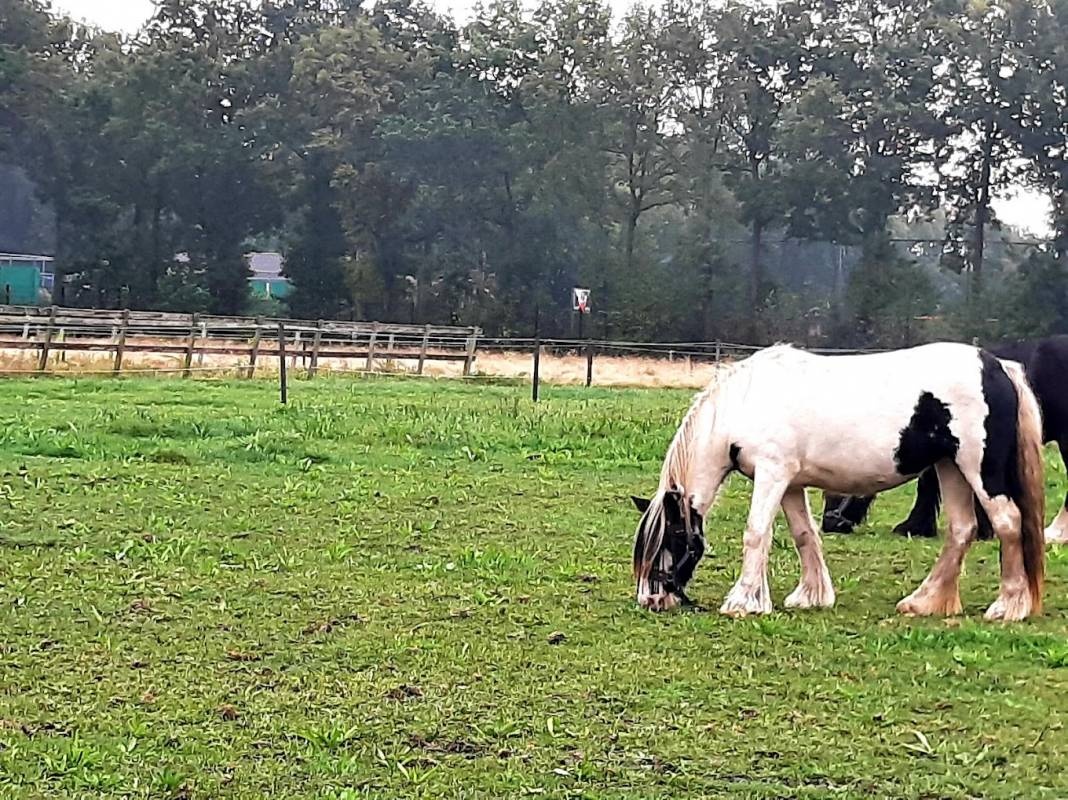 Costa Kabrita — Campingplatz in Huijbergen