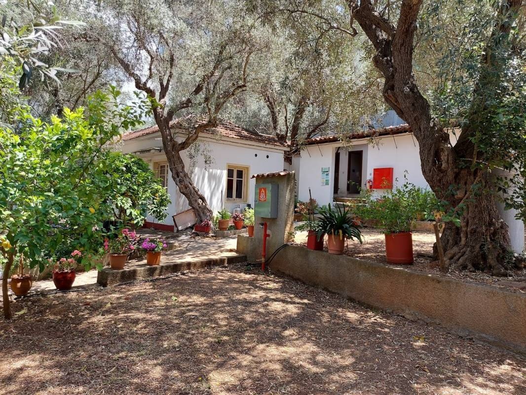 Camping Olizon — Campingplatz in Milina (Pilion)