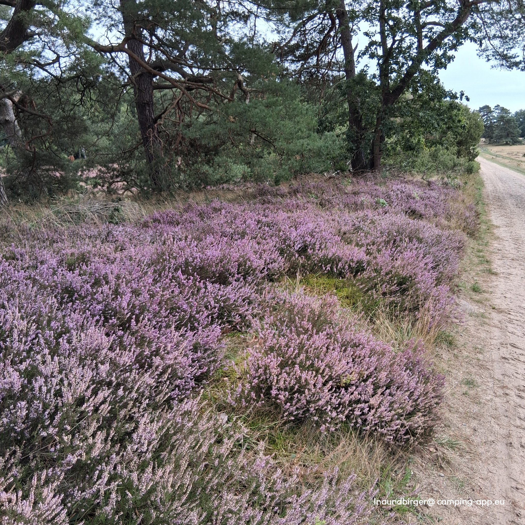 Stellplatz am Naturschutzpark Bispingen — Foto 2