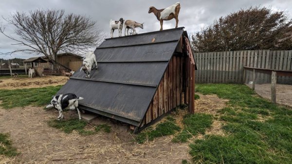 Gl. Klitgaard Camping — Photo 6