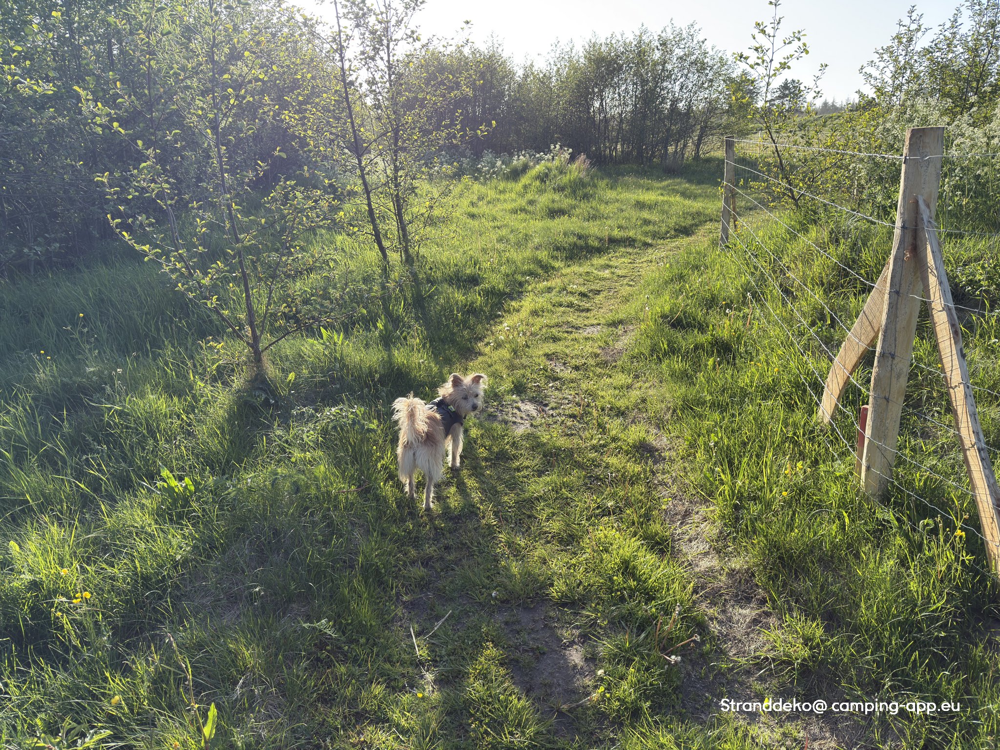 Blokhus Natur Camping — Foto 2