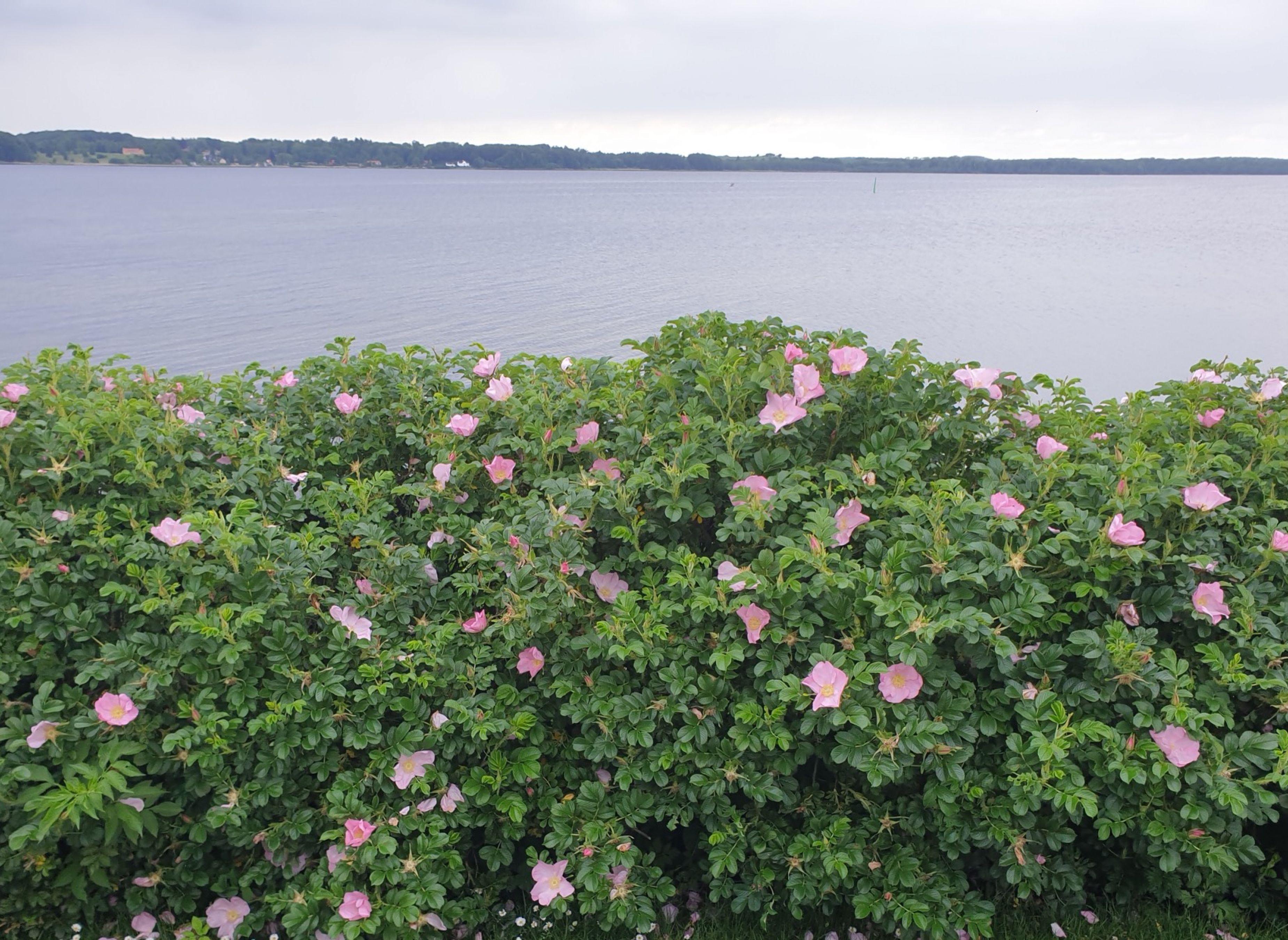 Mariager Camping — Cámping in Mariager