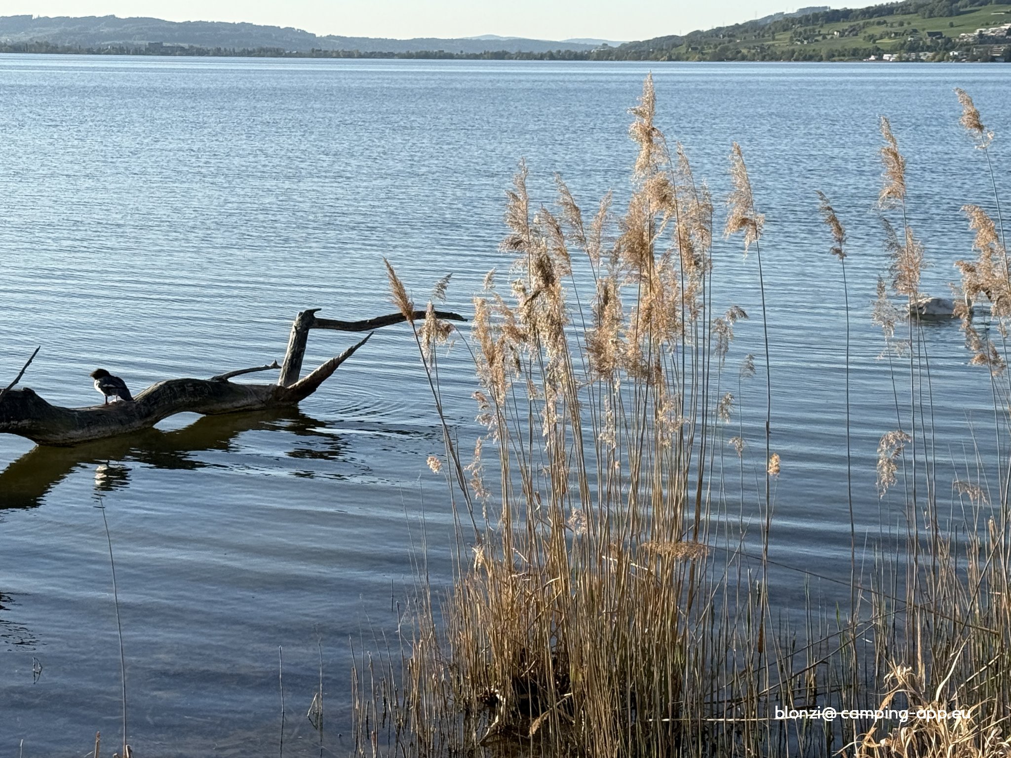 TCS Camping Sempach **** — Photo 4