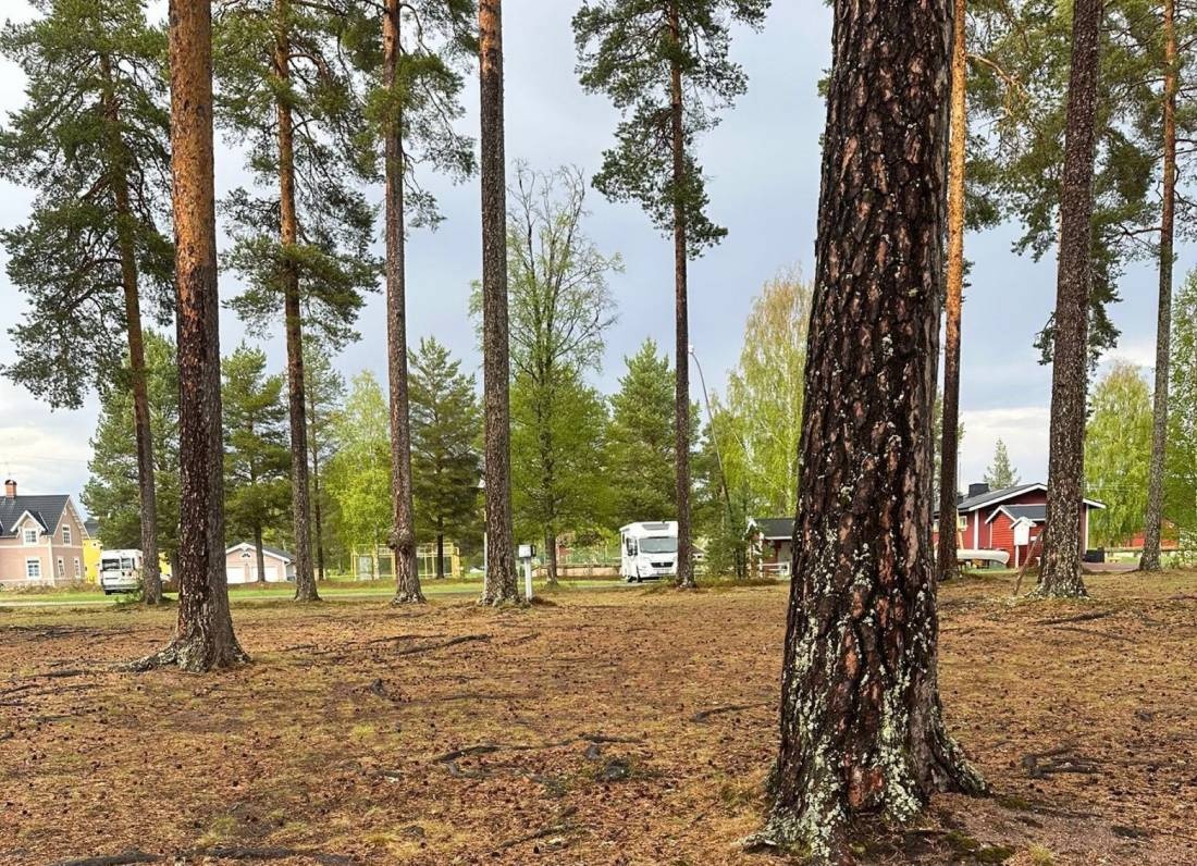 Furudals Camping och Vandrarhem — Camping in Furudal