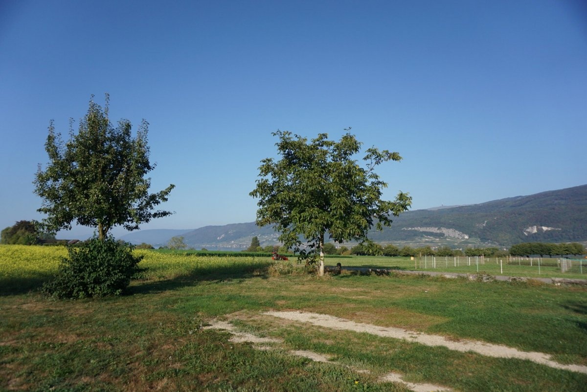 Camping Lindenhof — 露营地 in Sutz-Lattrigen