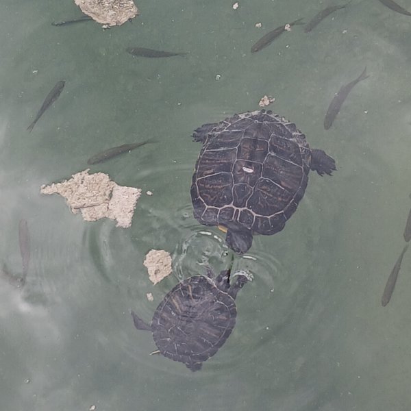 Camping Lago dei 3 Comuni — Photo 5