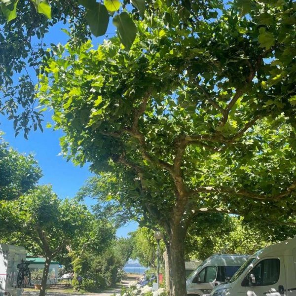 Blu International Camping — Foto 2