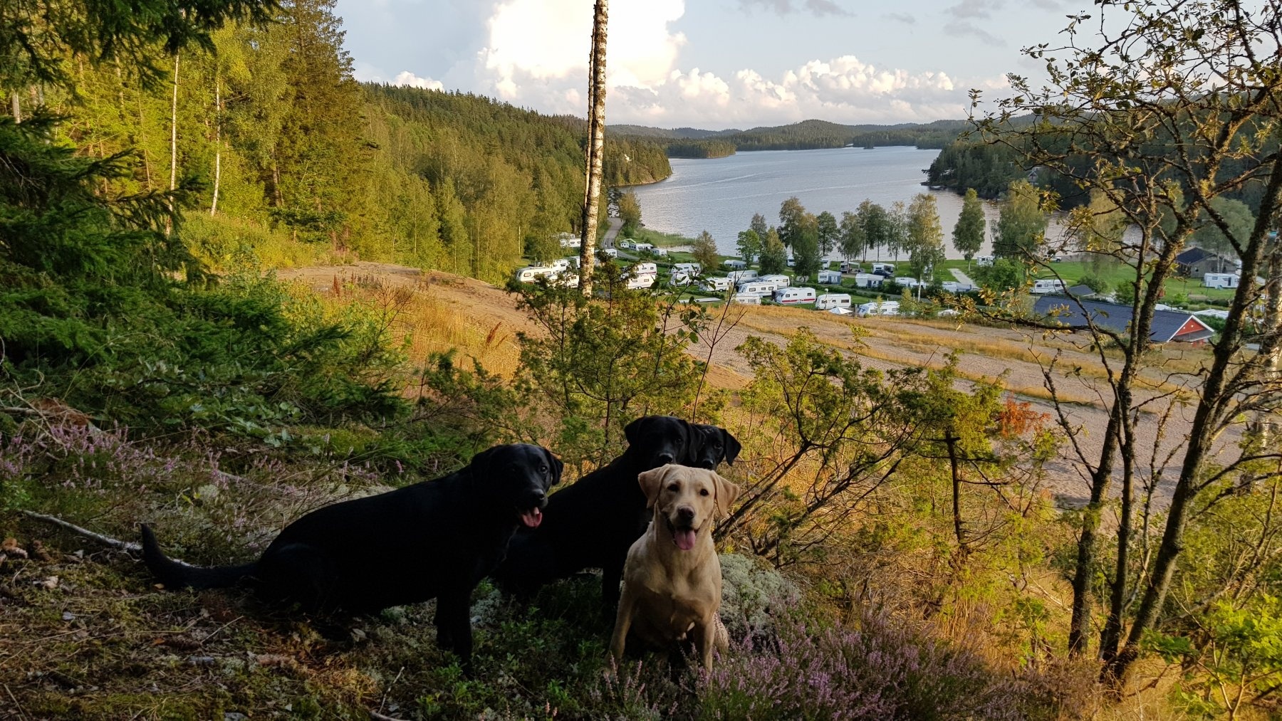 Ragnerudssjöns Camping — Campingplads in Järbo