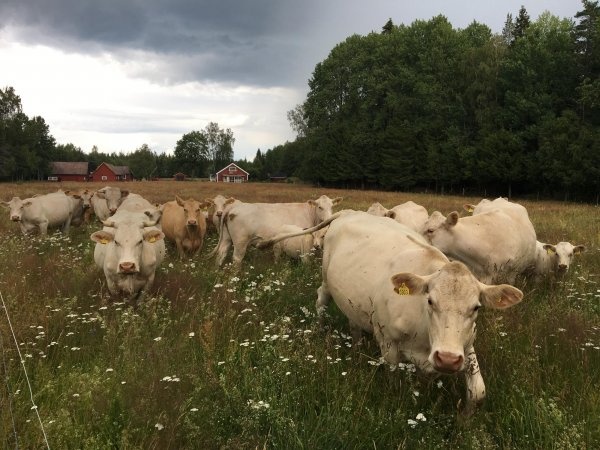 Kastebergs farm — Bobilplass in Össlöv