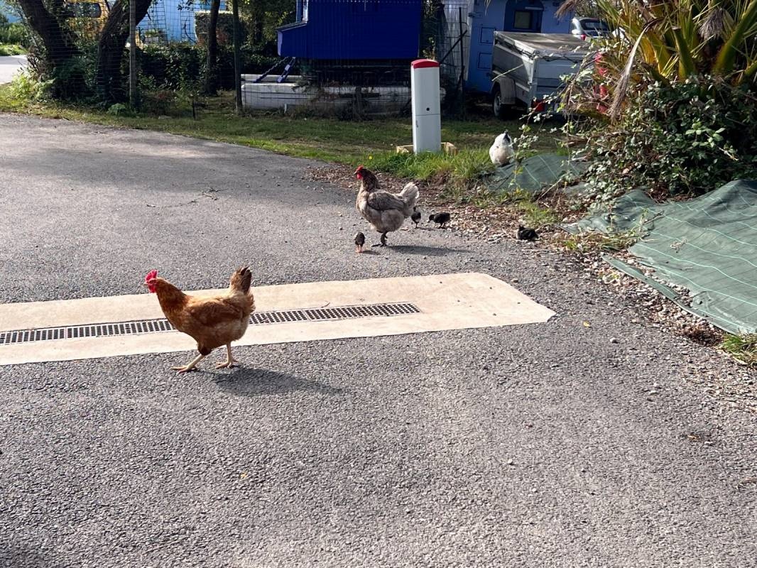 Camping Trez Rouz *** — Campingplats in Crozon