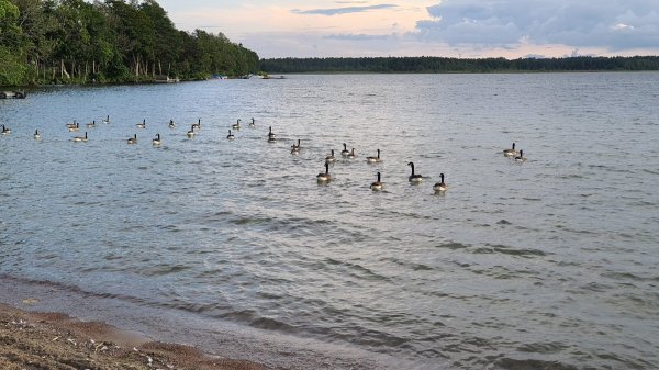 Strandbadets Camping — Photo 5