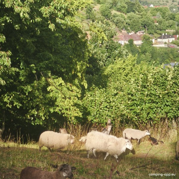 Konibar Kemp pod Jazerom — Photo 5