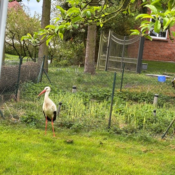 Storchenwiese — Photo 5