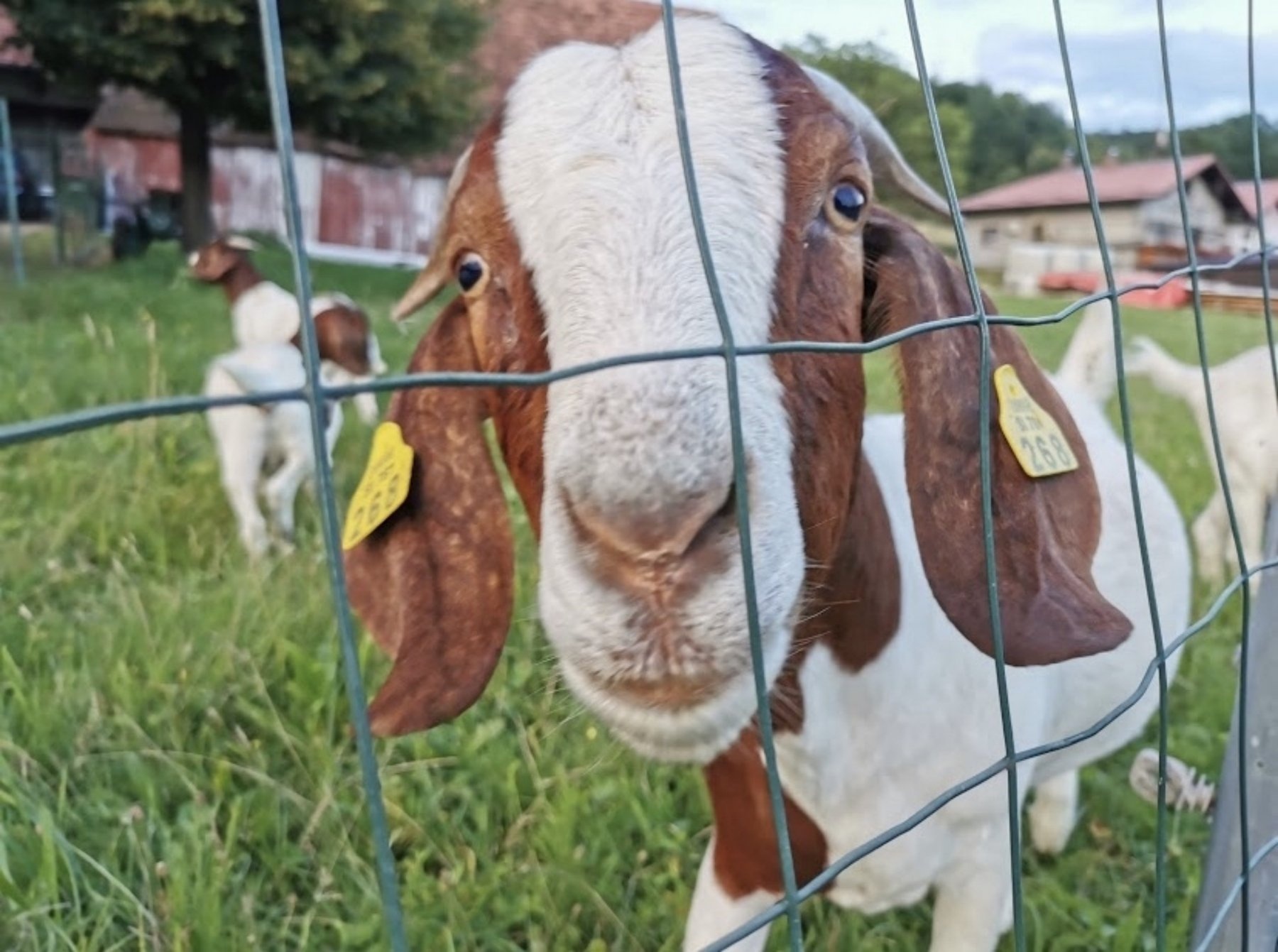 Bee Happy- Camper stop & Farmstay — Campingplats in Podlehnik