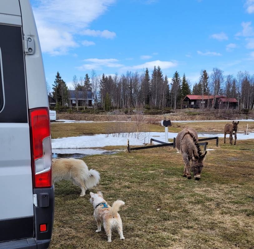 Tubbehaugen Camping — Campingplads in 