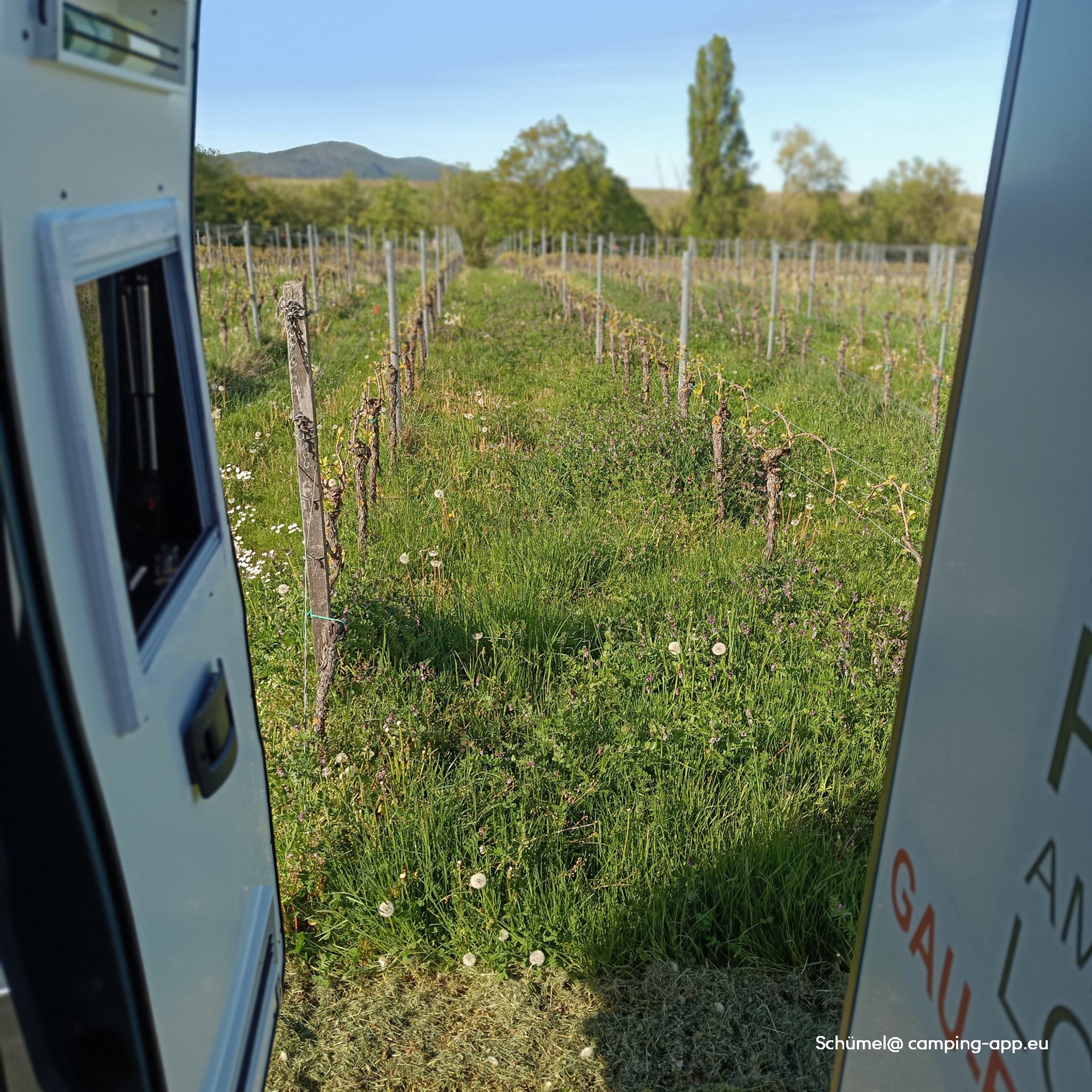 Weingut Erlenwein — Photo 4