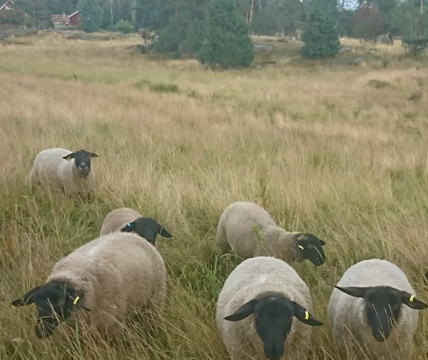 Västeräng — 露营车营地 in Vikbolandet