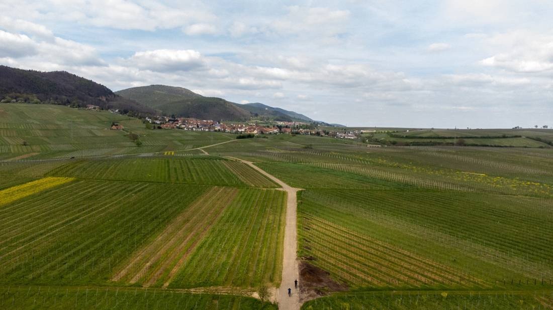 Bioland Wein- und Sektgut Marienfelder Hof — Weingut in Siebeldingen