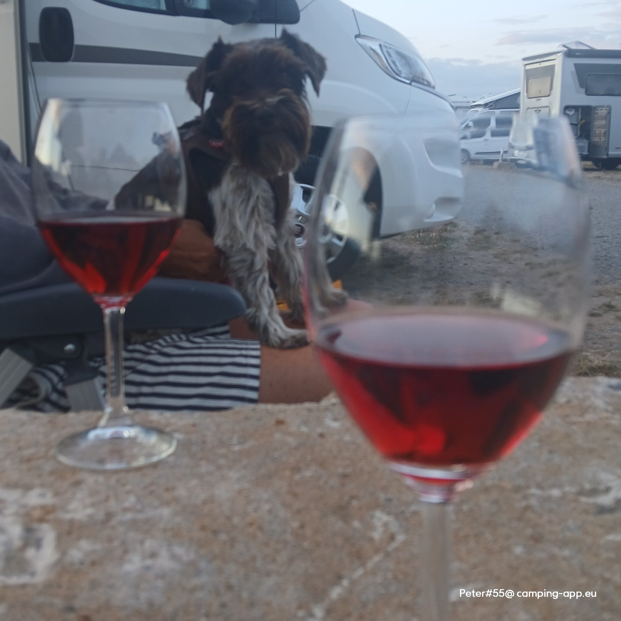 Panoramastellplatz Weingut Mangold — Foto 3
