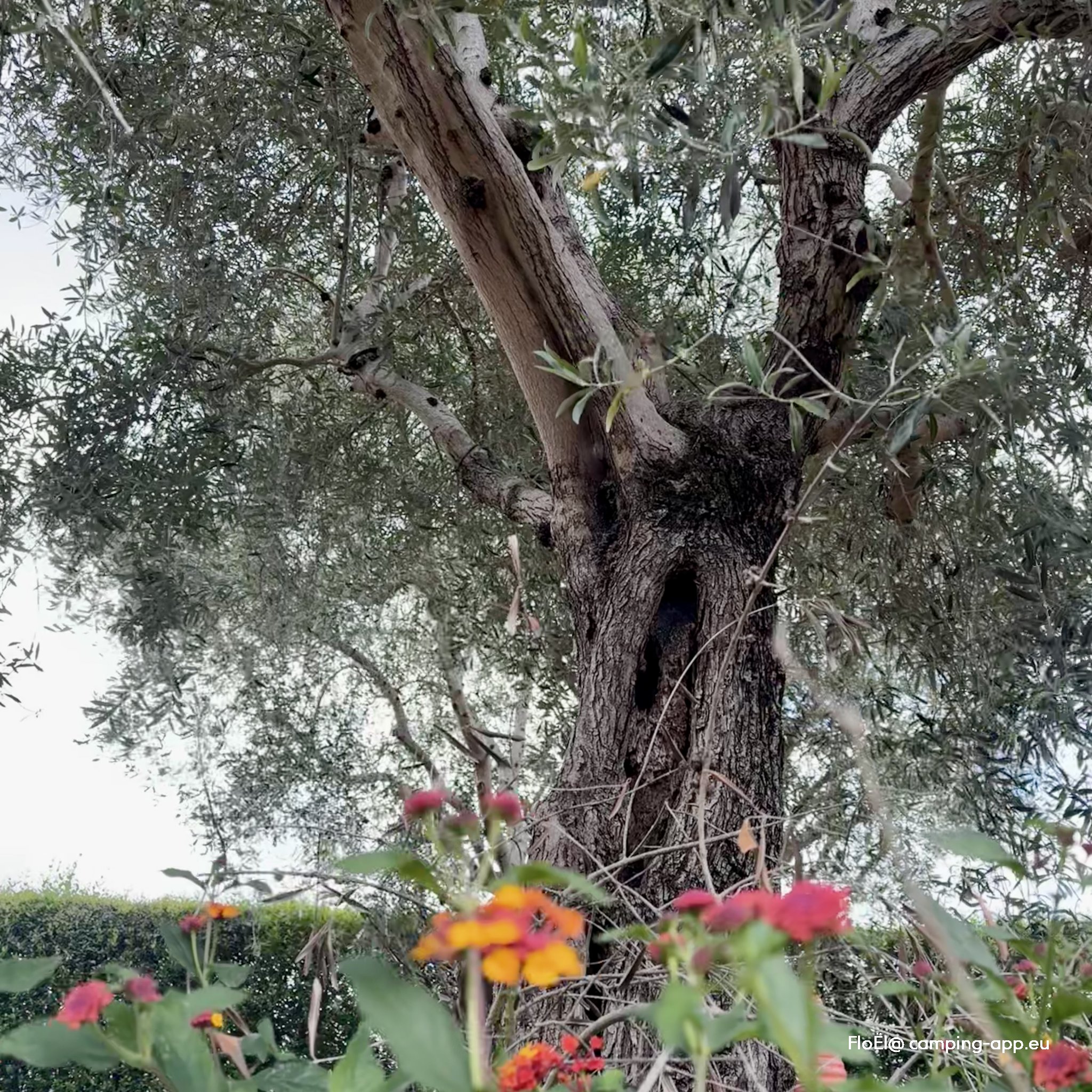 Agrimare Camping — Foto 6
