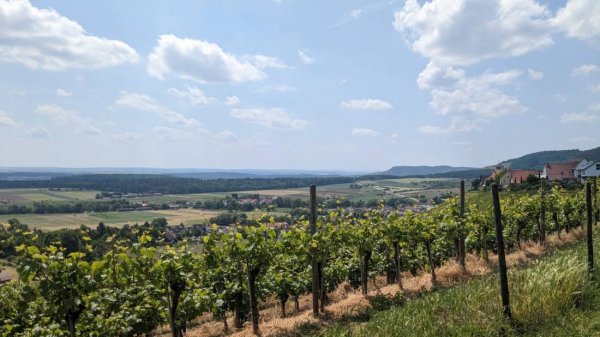 Stellplatz Panoramaweingut Baumgärtner — Foto 5