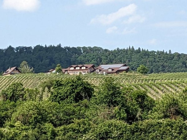 Stellplatz Panoramaweingut Baumgärtner — Photo 3