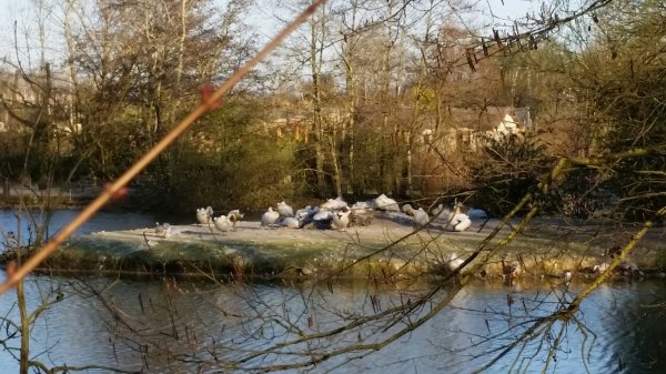 Parking Parc des Oiseaux (max. 3.5t) — Photo 4