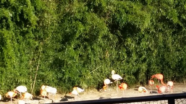 Parking Parc des Oiseaux (max. 3.5t) — Photo 3