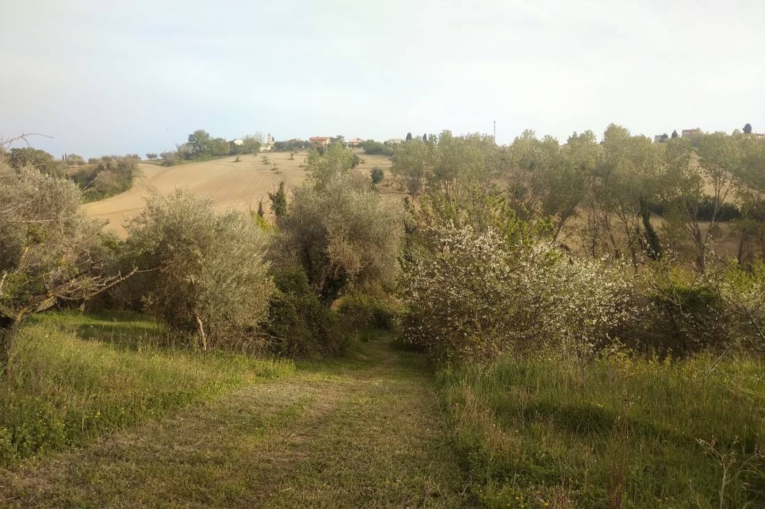 Il frutteto del Monte — Gård in Monte San Vito