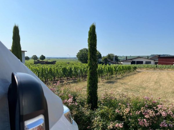 Stellplatz Weingut Wind — Photo 3